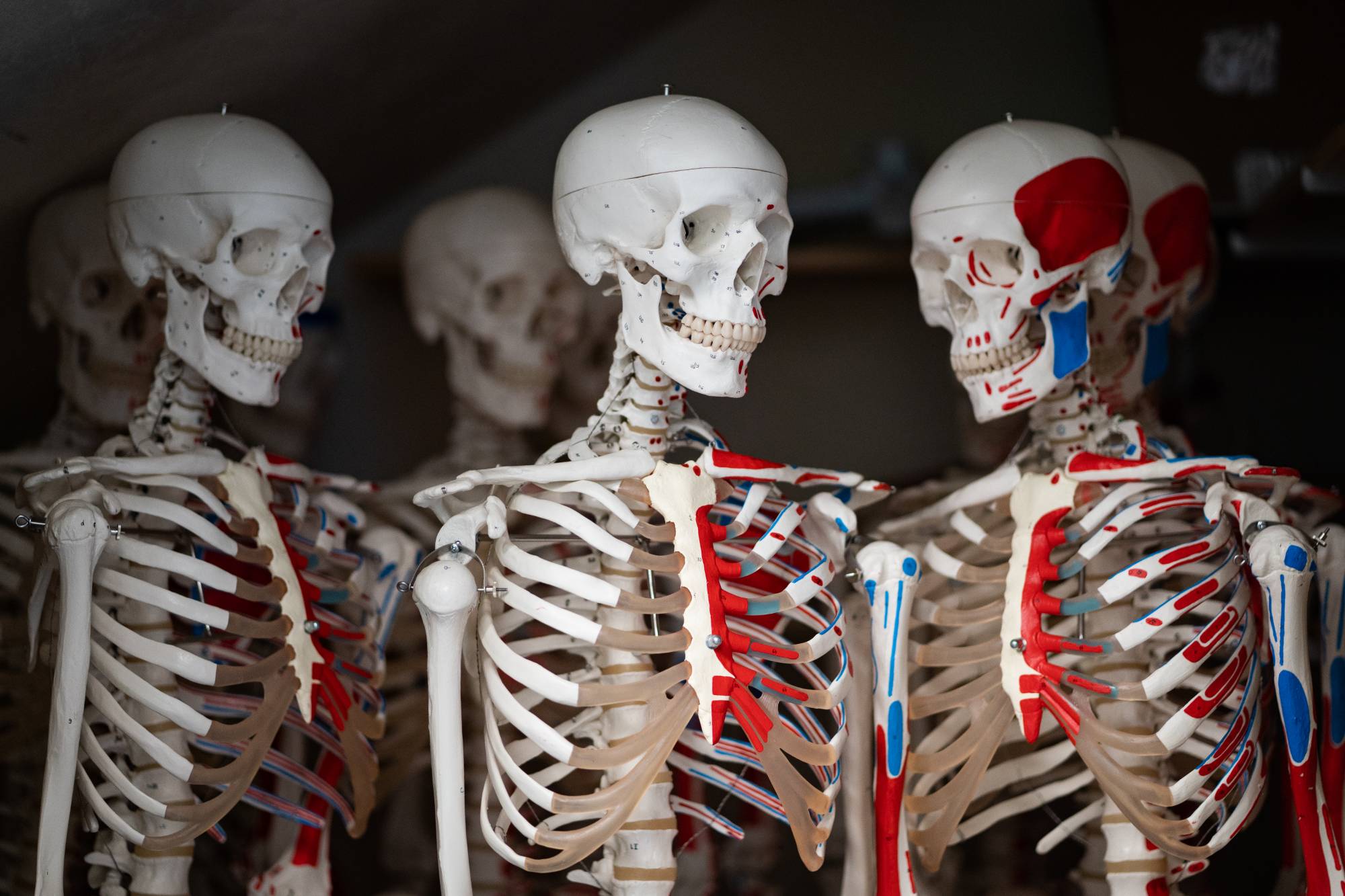 Six dummy skeletons for practice for movement science